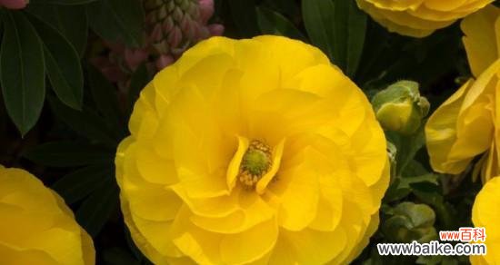 什么花代表开心?花语中开心的花有哪些?