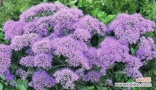 解读花叶丁香的丰富含义 花叶丁香的花语