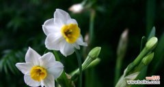 解读水仙的美丽内涵 水仙花花语与寓意