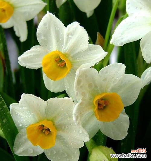 解读水仙的美丽内涵 水仙花花语与寓意