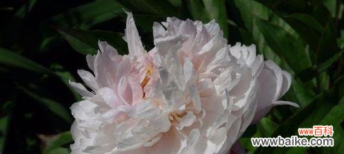 寓意深远的花语和美妙的药用价值 白芍药——生命的绽放