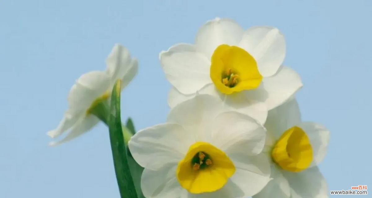 以“高贵、纯洁和爱情”为基调的水仙花花语 水仙花——代表着高贵、纯洁和爱情的花