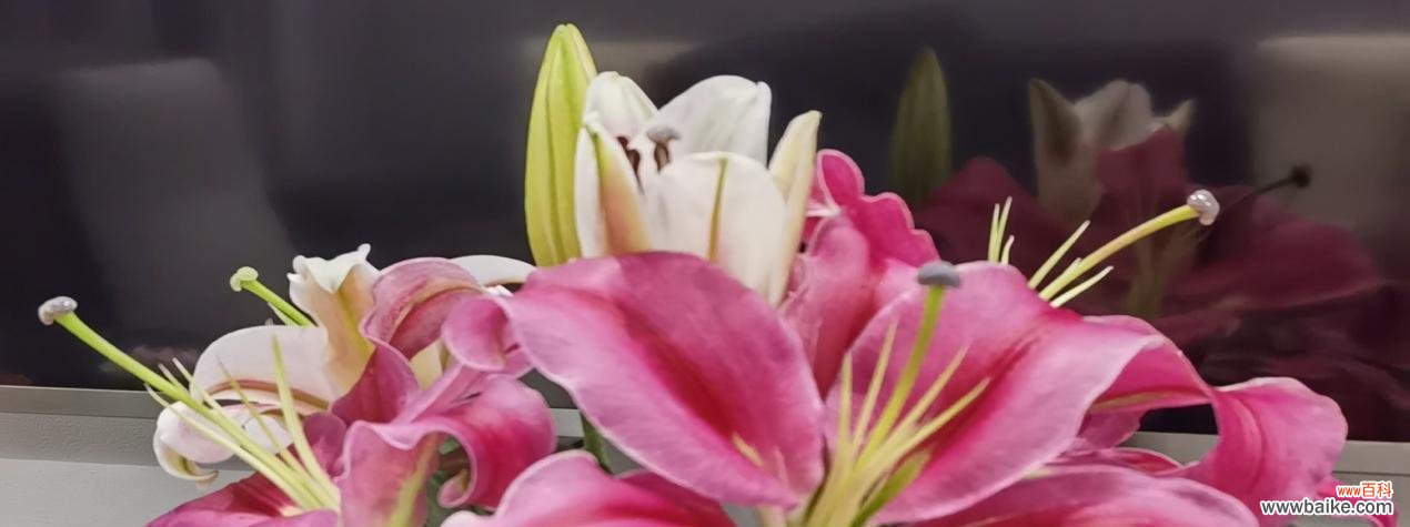 探索百合花的美丽内涵 百合花的象征意义和寓意