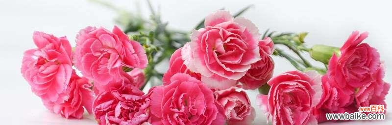 揭开康乃馨花语的深刻内涵 康乃馨花语的寓意