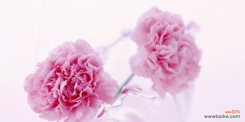 揭开康乃馨花语的深刻内涵 康乃馨花语的寓意