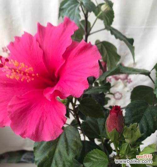 了解木槿花的美丽含义 木槿花的花语与象征