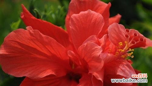 了解木槿花的美丽含义 木槿花的花语与象征