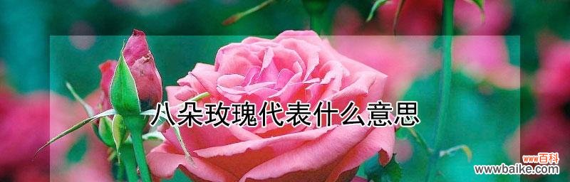 探究29朵玫瑰所代表的含义及背后的故事 揭秘29朵玫瑰的意义与传说