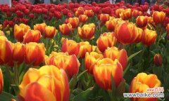 探寻郁金香的象征意义 郁金香花语与寓意