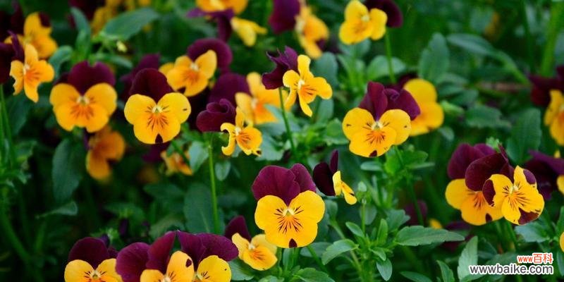 一朵花的三种含义，三种颜色的代表意义 三色堇花语解读