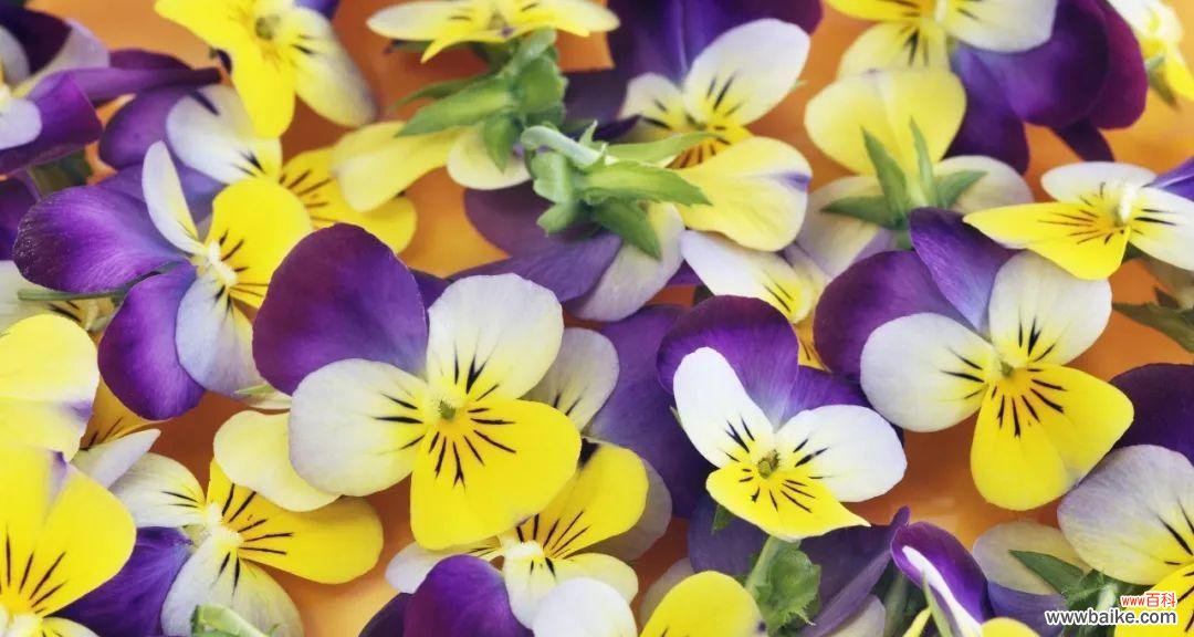 一朵花的三种含义，三种颜色的代表意义 三色堇花语解读