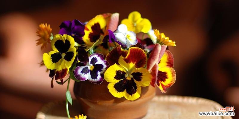 一朵花的三种含义，三种颜色的代表意义 三色堇花语解读