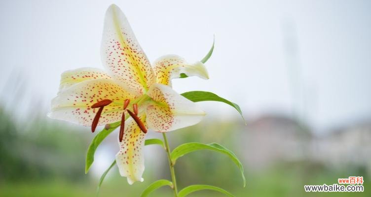 解读圣心百合的神秘含义 探秘圣心百合的花语