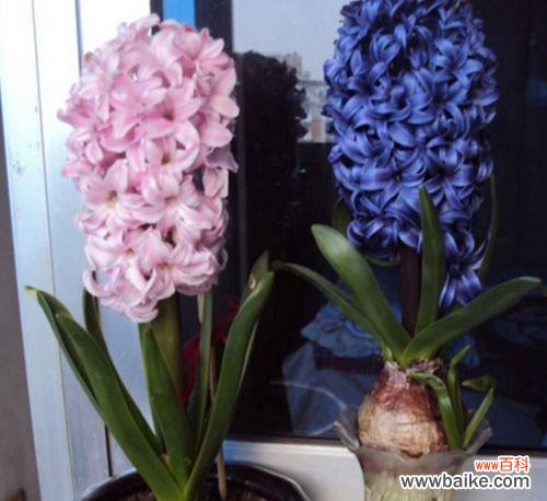 解读风信子的隐藏情感与象征 风信子的花语与寓意