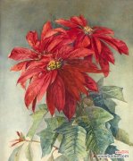 传说中的“千年花”与寓意丰富的花语 一品红花开寄托富贵之意