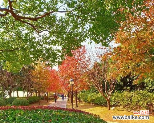 以一品红为主题的文章 一品红，冬日暖阳的象征