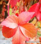 以一品红为主题的文章 一品红，冬日暖阳的象征