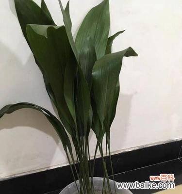 寓意恢弘 一叶兰开花的象征意义