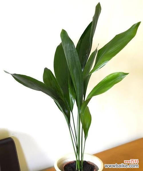 寓意恢弘 一叶兰开花的象征意义