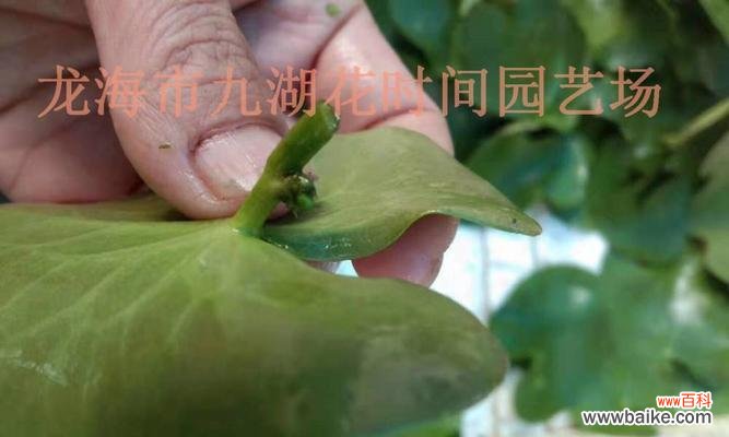 一叶莲的生命之道与象征意义 一叶莲的寓意与花语——探索生命的坚韧与美丽