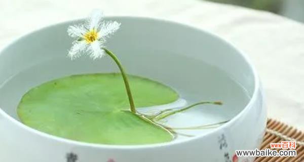 一叶莲的生命之道与象征意义 一叶莲的寓意与花语——探索生命的坚韧与美丽