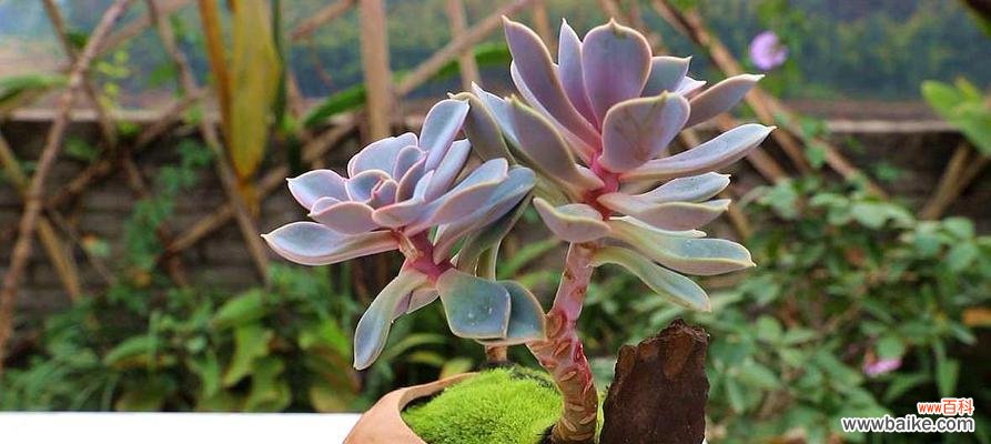 多肉植物的柔情脉脉 以以爱为名，含有爱情寓意的多肉植物