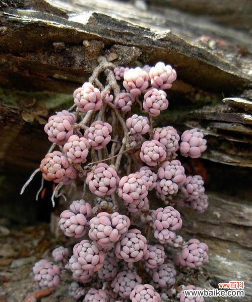 多肉植物的柔情脉脉 以以爱为名，含有爱情寓意的多肉植物