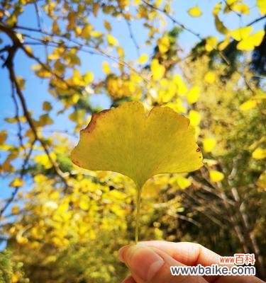 探秘银杏叶的深意 银杏叶的寓意与花语