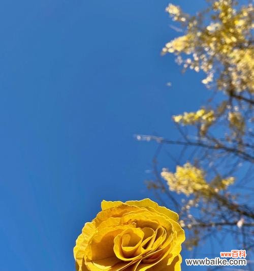 探秘银杏叶的深意 银杏叶的寓意与花语