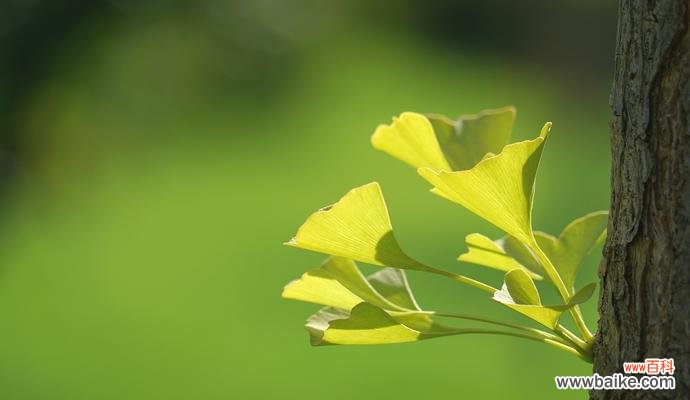 银杏树的象征意义及其传递的人生哲理 银杏——生命的希望