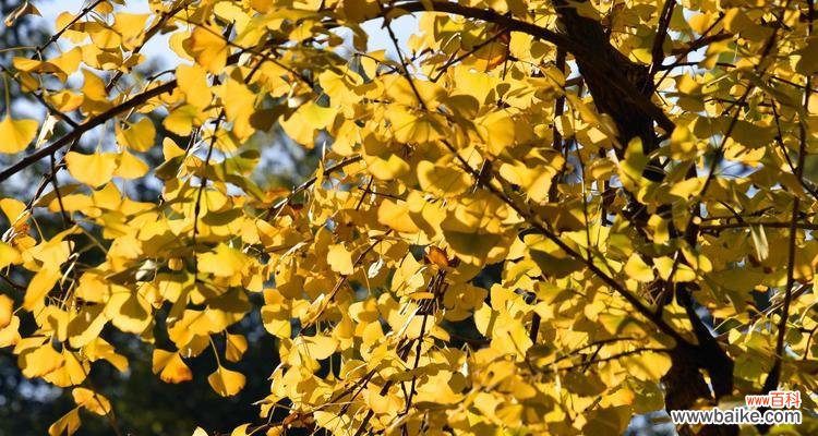 银杏树的象征意义及其传递的人生哲理 银杏——生命的希望