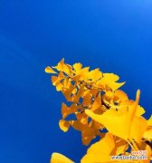 银杏花的美丽与深刻内涵 银杏花的花语与含义