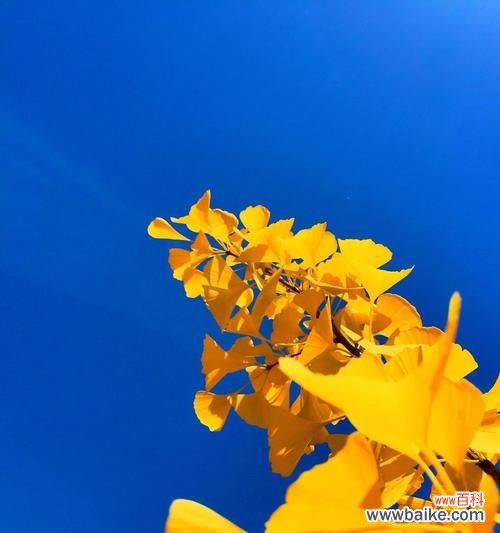 银杏花的美丽与深刻内涵 银杏花的花语与含义