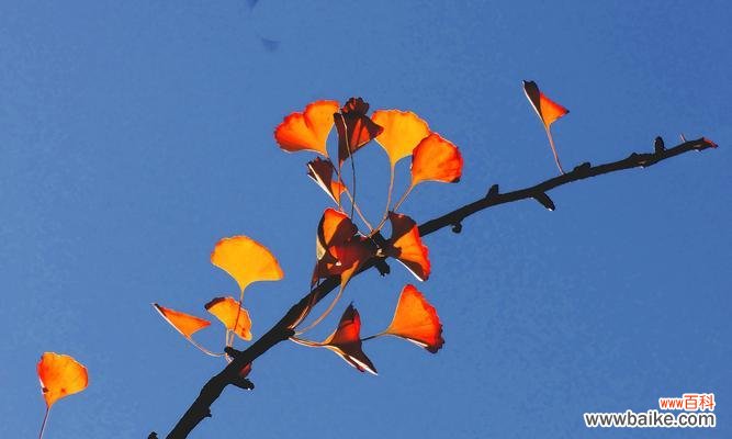 银杏花的美丽与深刻内涵 银杏花的花语与含义