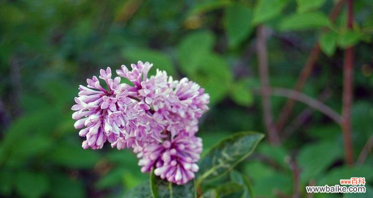 探寻樱草的神秘魅力 樱草的花语与传说
