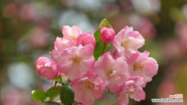 繁花似锦、自由自在 樱花的寓意与花语