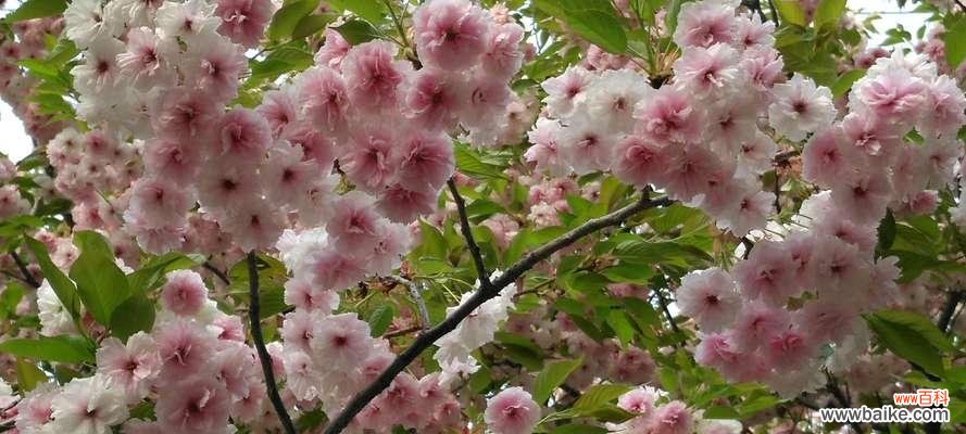 繁花似锦、自由自在 樱花的寓意与花语