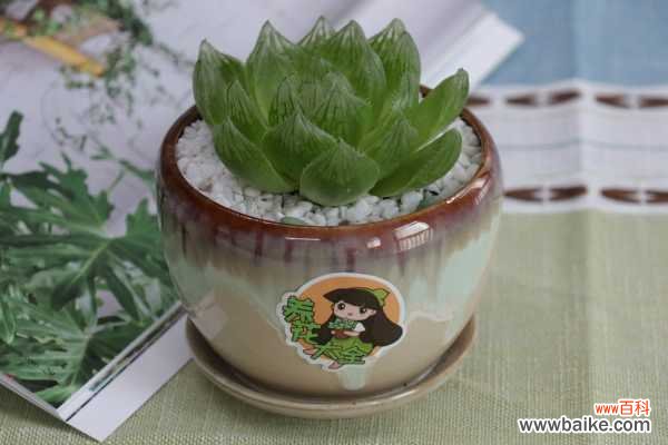 玉露叶片干瘪怎么办