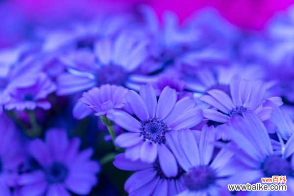 瓜叶菊叶子焉了是怎么回事