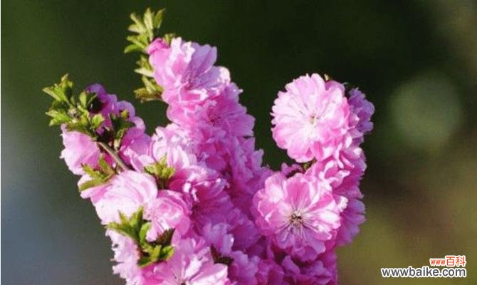 什么花的花语代表控制？揭秘控制含义的花卉有哪些？