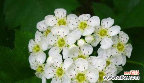 什么花的花语代表控制？揭秘控制含义的花卉有哪些？