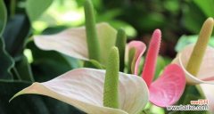 什么花的花语代表美丽？揭秘花语背后的故事？