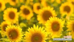 什么花代表宽容？花语中宽容的花有哪些？