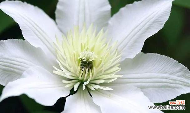 什么花代表宽恕？揭秘具有宽恕意义的花卉花语是什么？