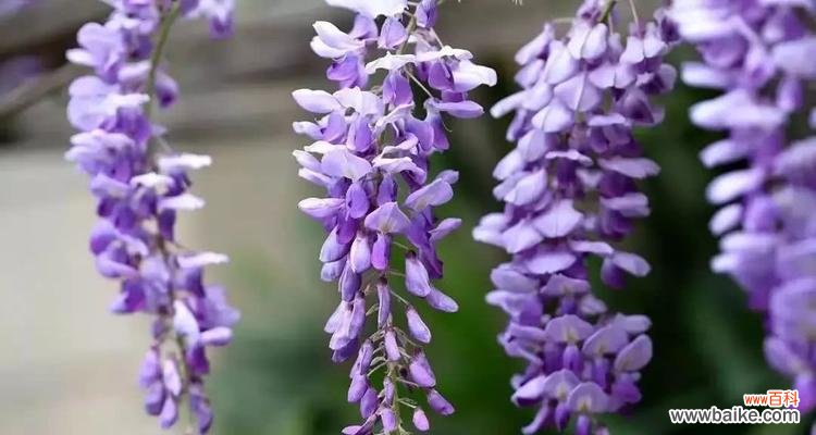 什么花代表冷漠的花语？揭秘花语背后的含义是什么？