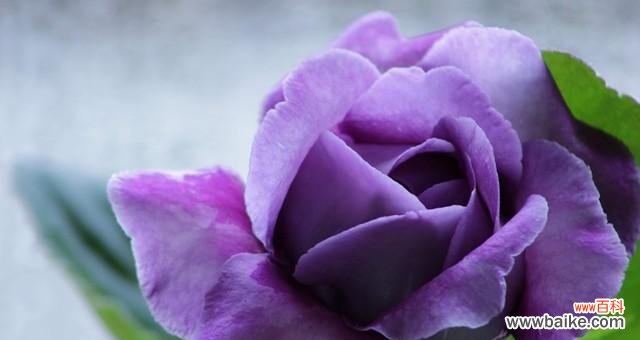 什么花代表冷漠的花语？揭秘花语背后的含义是什么？