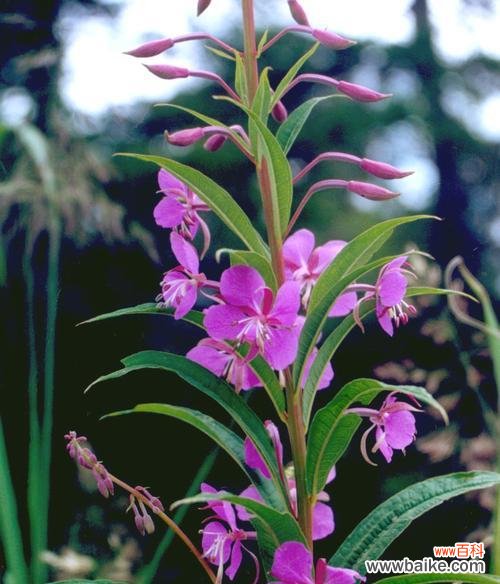什么花的花语代表侮辱?了解这些花卉的含义有助于避免误会
