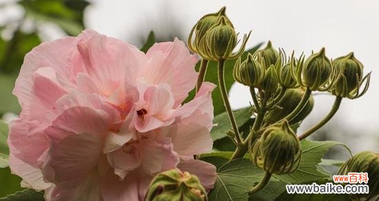 什么花的花语代表侮辱?了解这些花卉的含义有助于避免误会