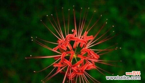 什么花代表离别的爱情？花语中离别之花有哪些？