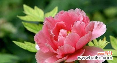 什么花代表离开的花语？了解告别之花的含义是什么？